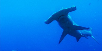 Sharkwater Extinction wins prestigious Golden Trailer award