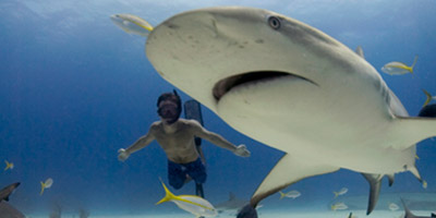 Sharkwater Production Photo Gallery 3