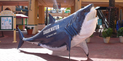 Sharkwater Photo Gallery 1