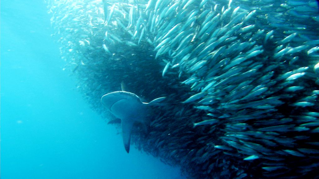 Dusky Shark