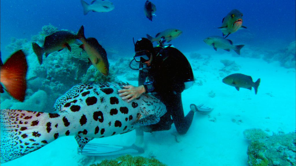Rob Stewart feeding a potato cod