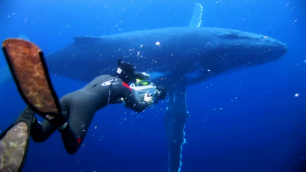 Rob Stewart filming humpback whale