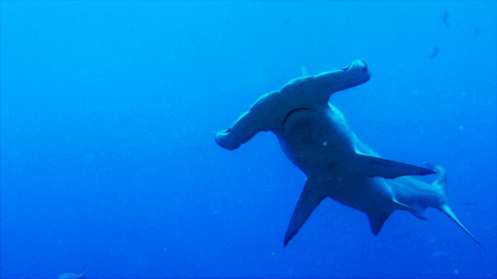 Scalloped hammerhead shark | Sharkwater Extinction