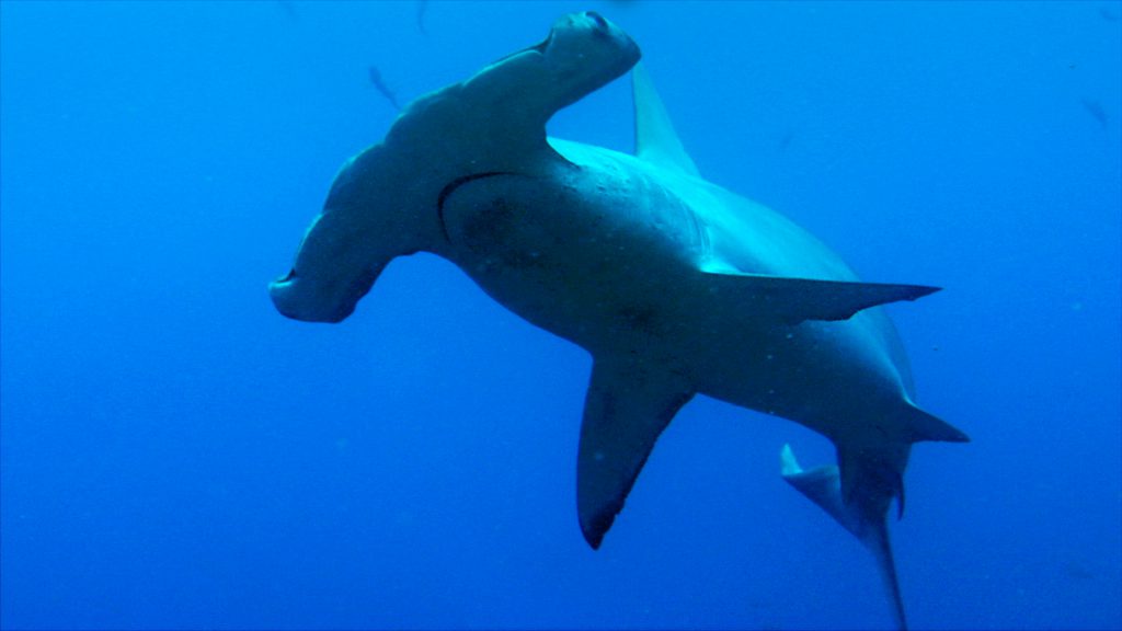 Scalloped hammerhead shark 2 | Sharkwater Extinction