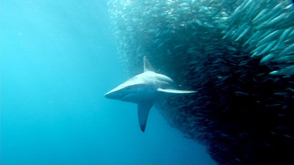 Dusky shark attacking school of sardines
