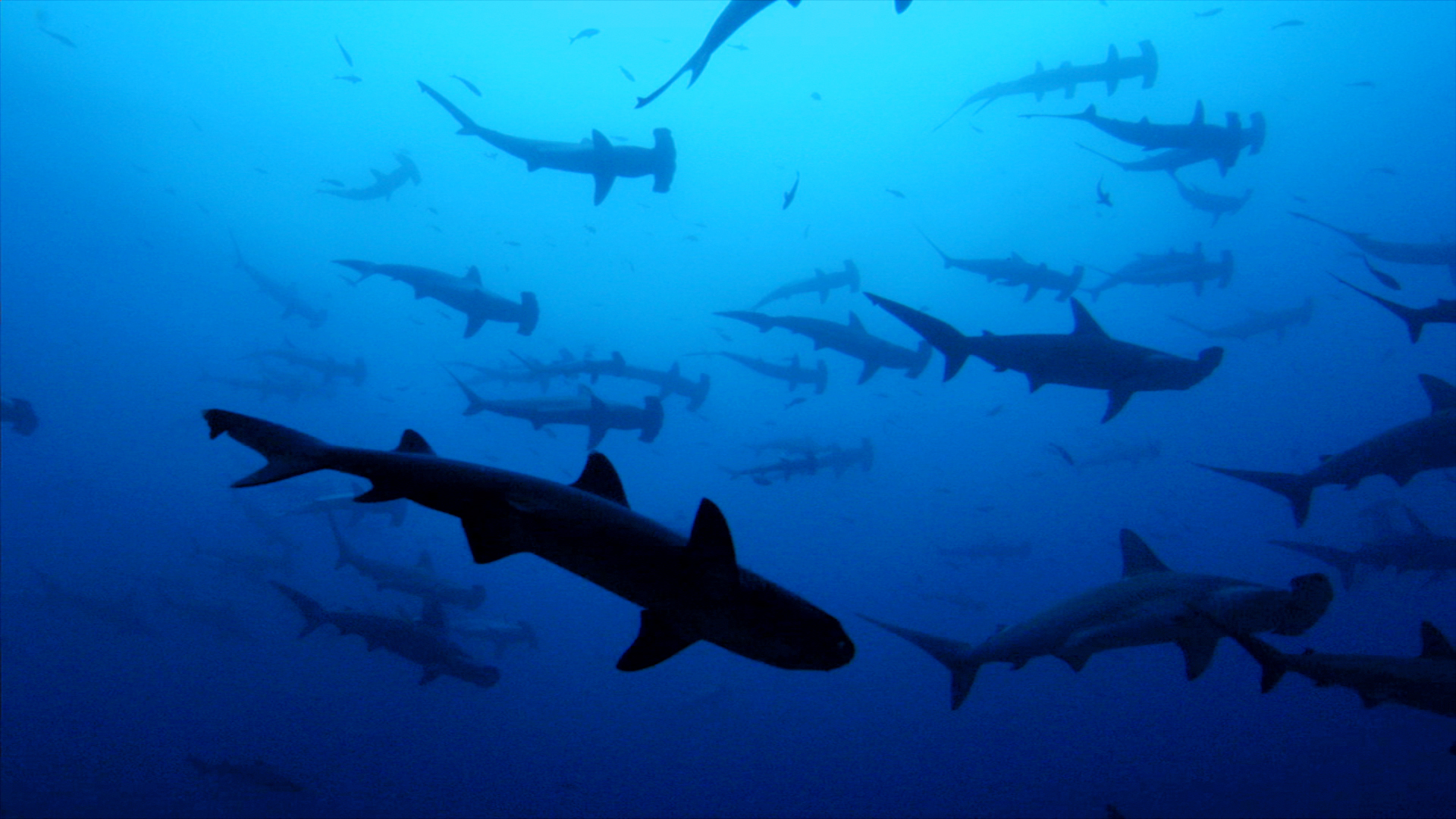 Scalloped hammerhead sharks | Sharkwater Extinction