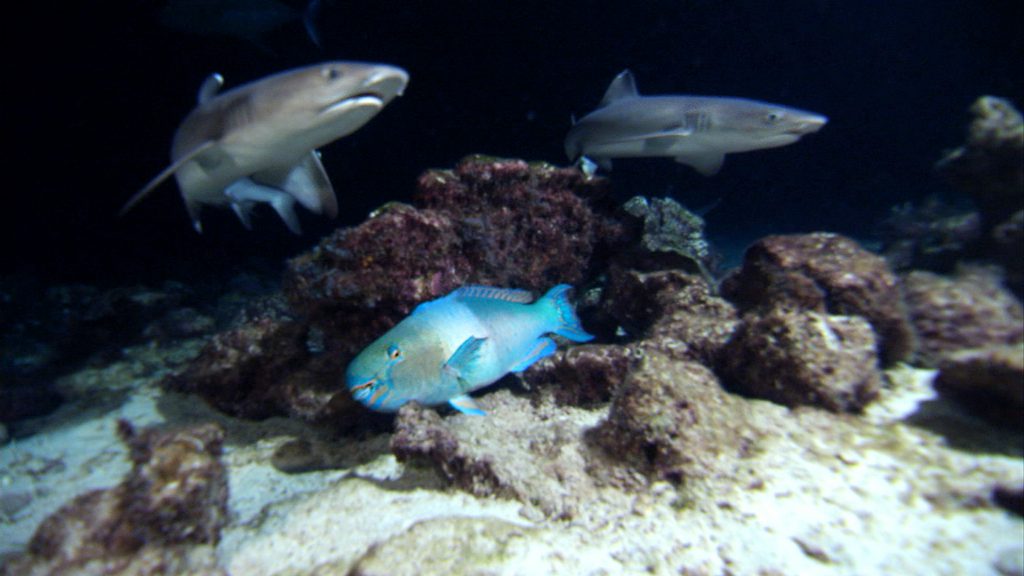 Parrotfish hiding from white tip reef sharks