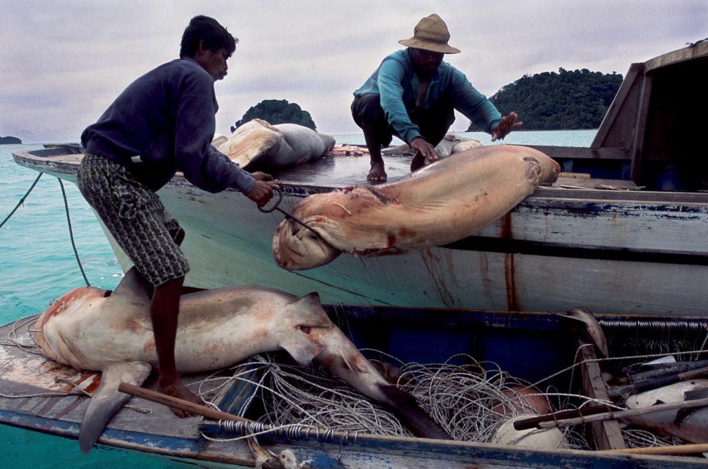 Shark fishermen in Malaysian Borneo