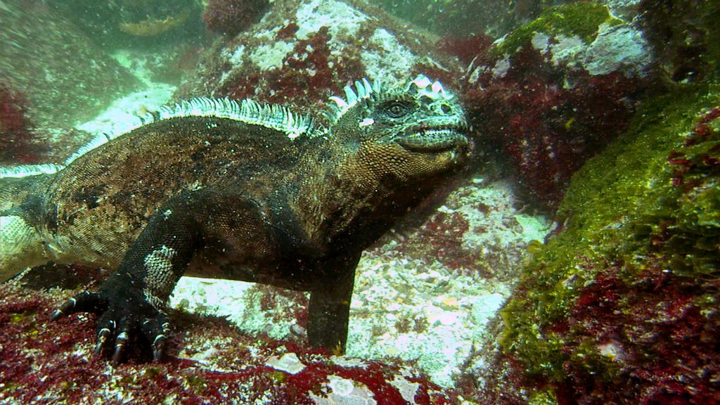 Marine Iguana