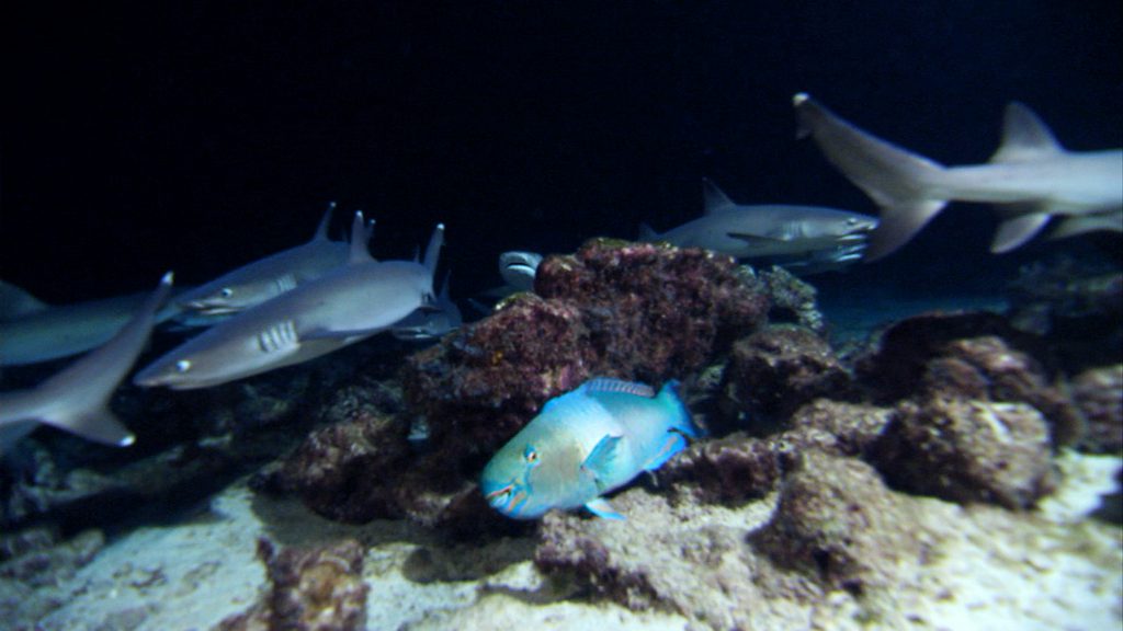 Parrotfish hiding