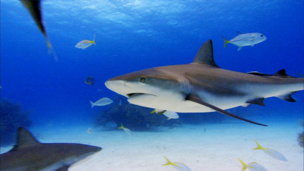 Caribbean reef shark