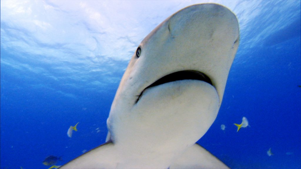 Caribbean reef shark 2