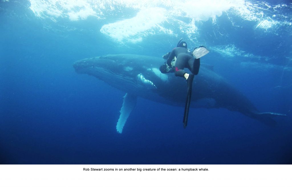 Rob Stewart filming humpback whale