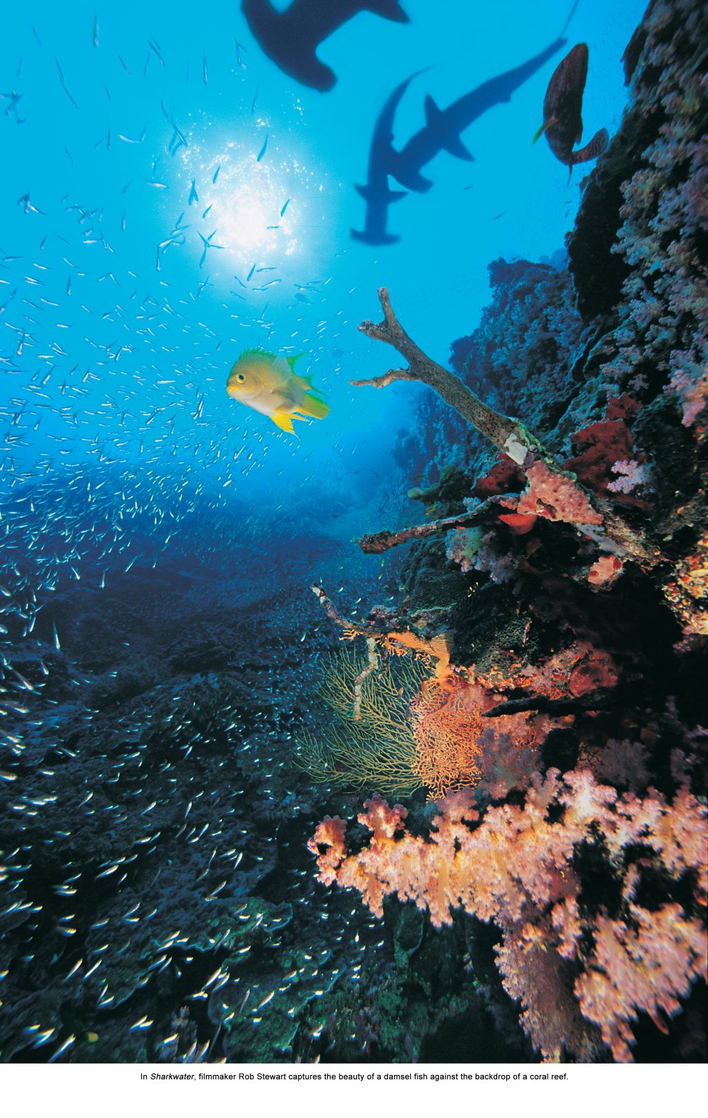 Damselfish in Myanmar