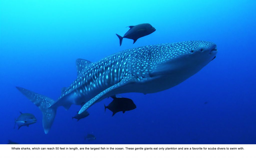 Whale Shark
