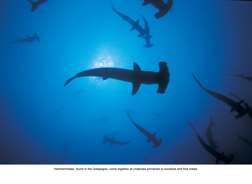 Scalloped hammerhead sharks