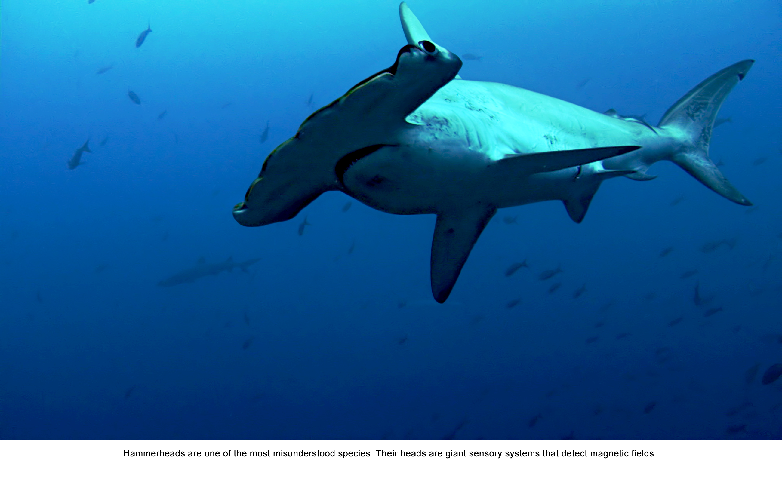 Scalloped hammerhead shark | Sharkwater Extinction