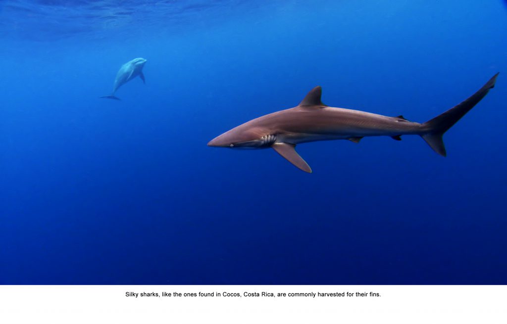 Silky shark and bottlenose dolphin