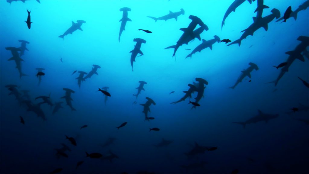 Scalloped hammerhead sharks
