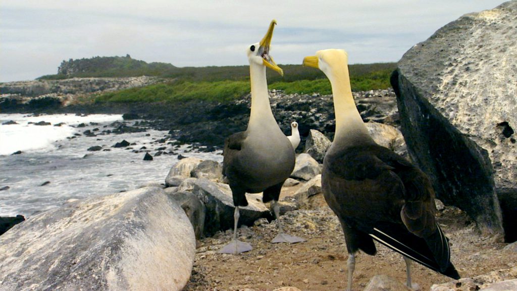 Courting waved albatrosses