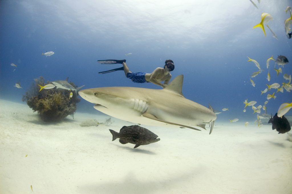 Rob Stewart free diving with Caribbean reef sharks