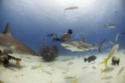 Rob Stewart free diving with Caribbean reef sharks