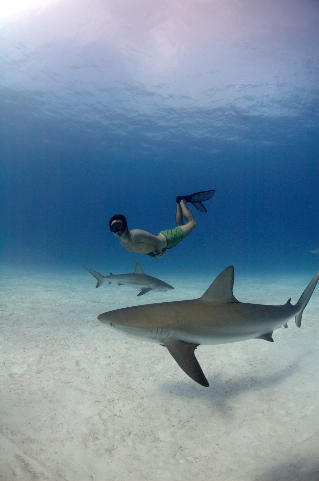 Rob Stewart free diving with Caribbean reef sharks