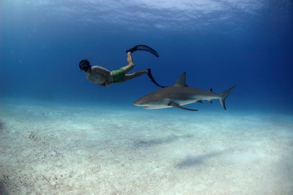 Rob Stewart free diving with Caribbean reef sharks