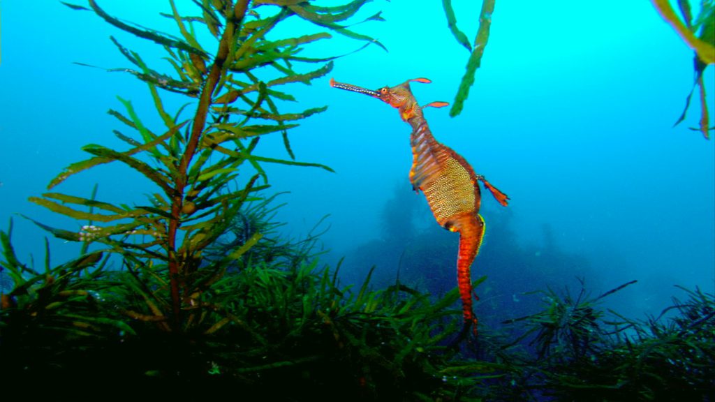 Weedie sea dragon