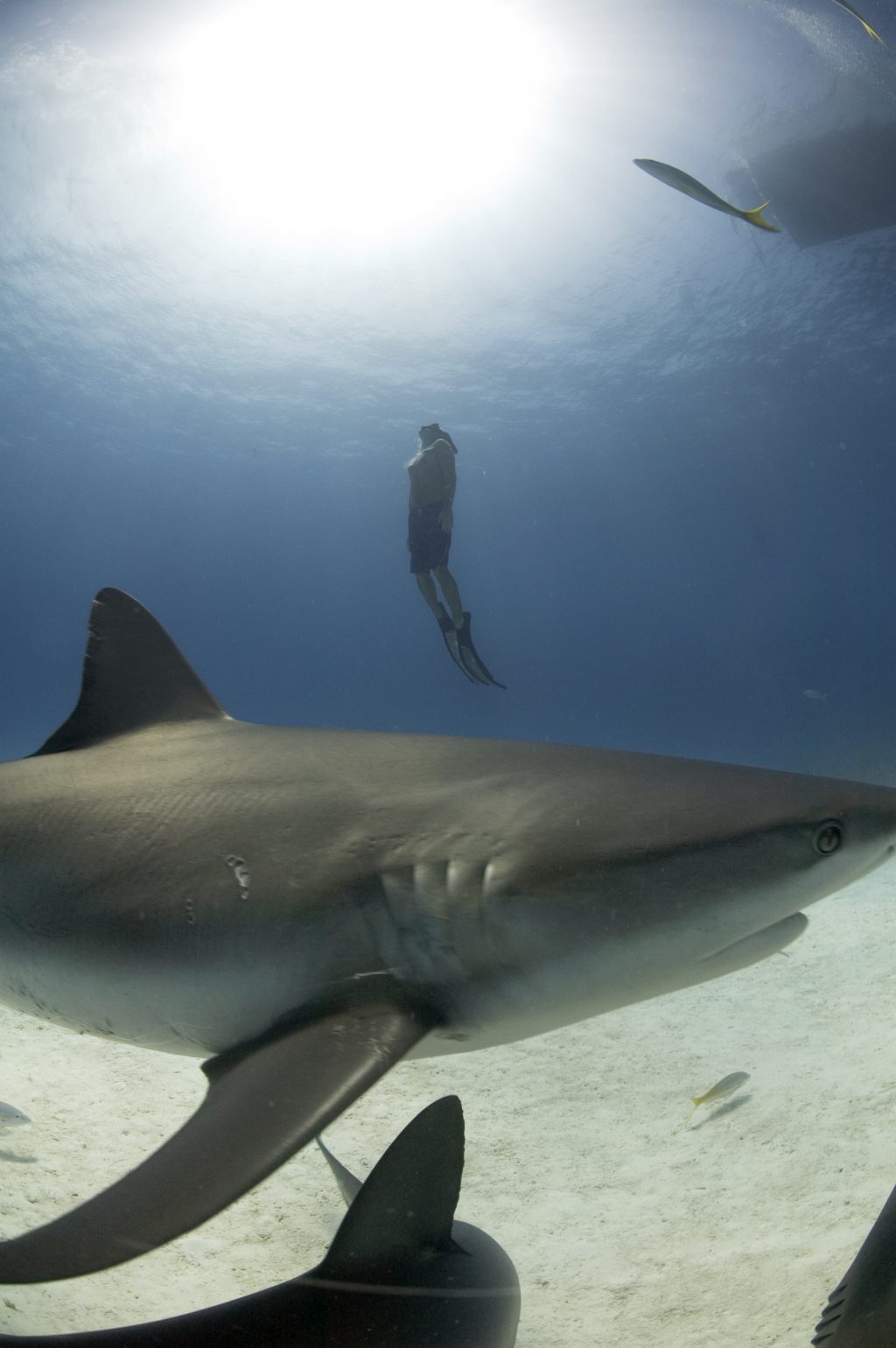 Rob Stewart free diving withreef sharks