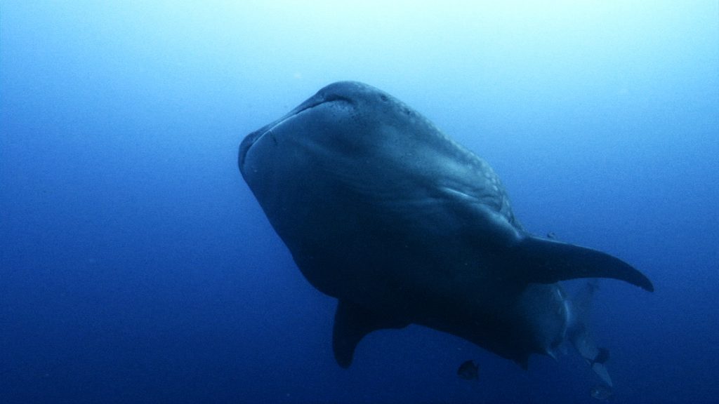 Whale Shark