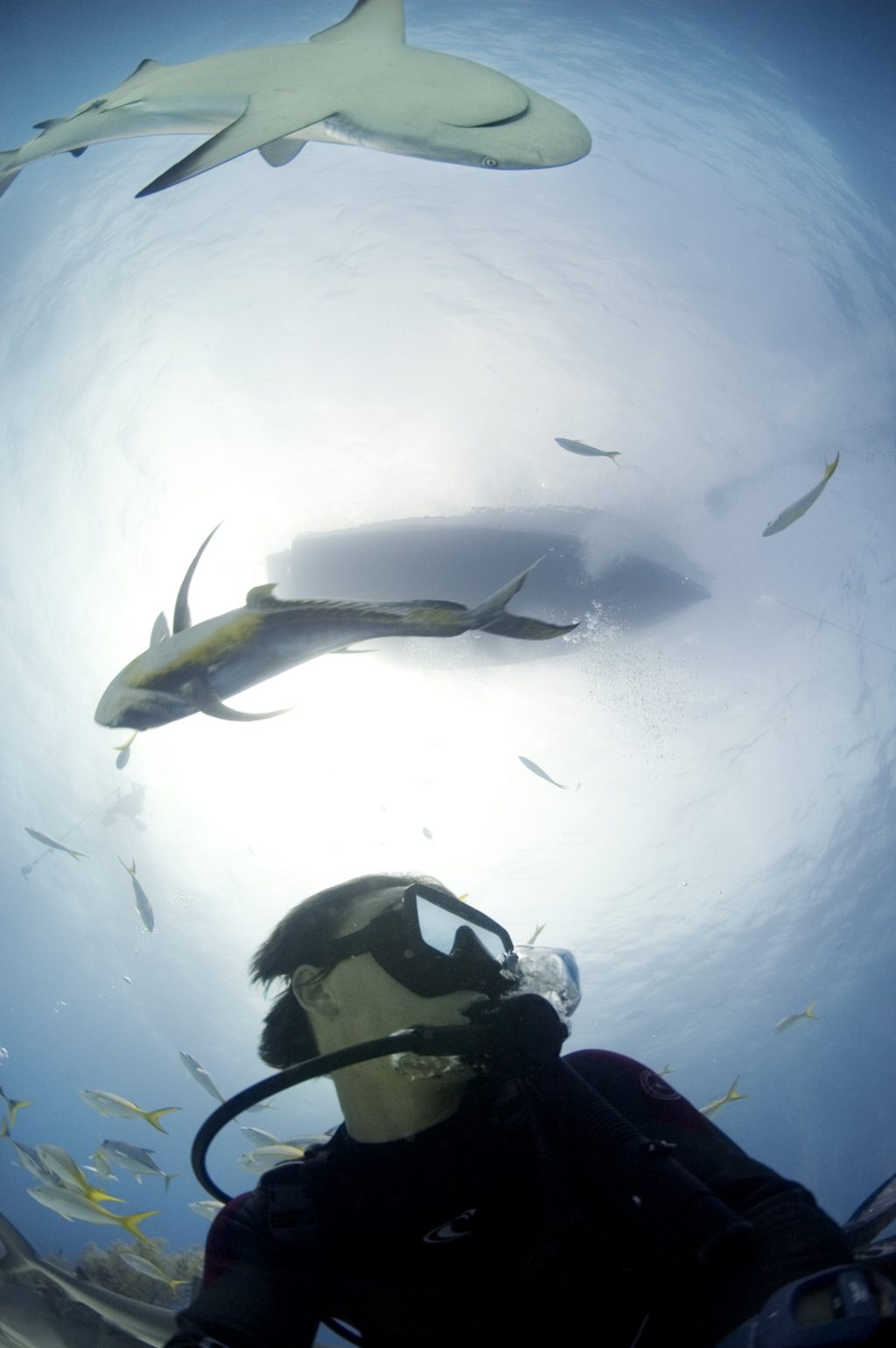 Rob Stewart & Caribbean reef sharks