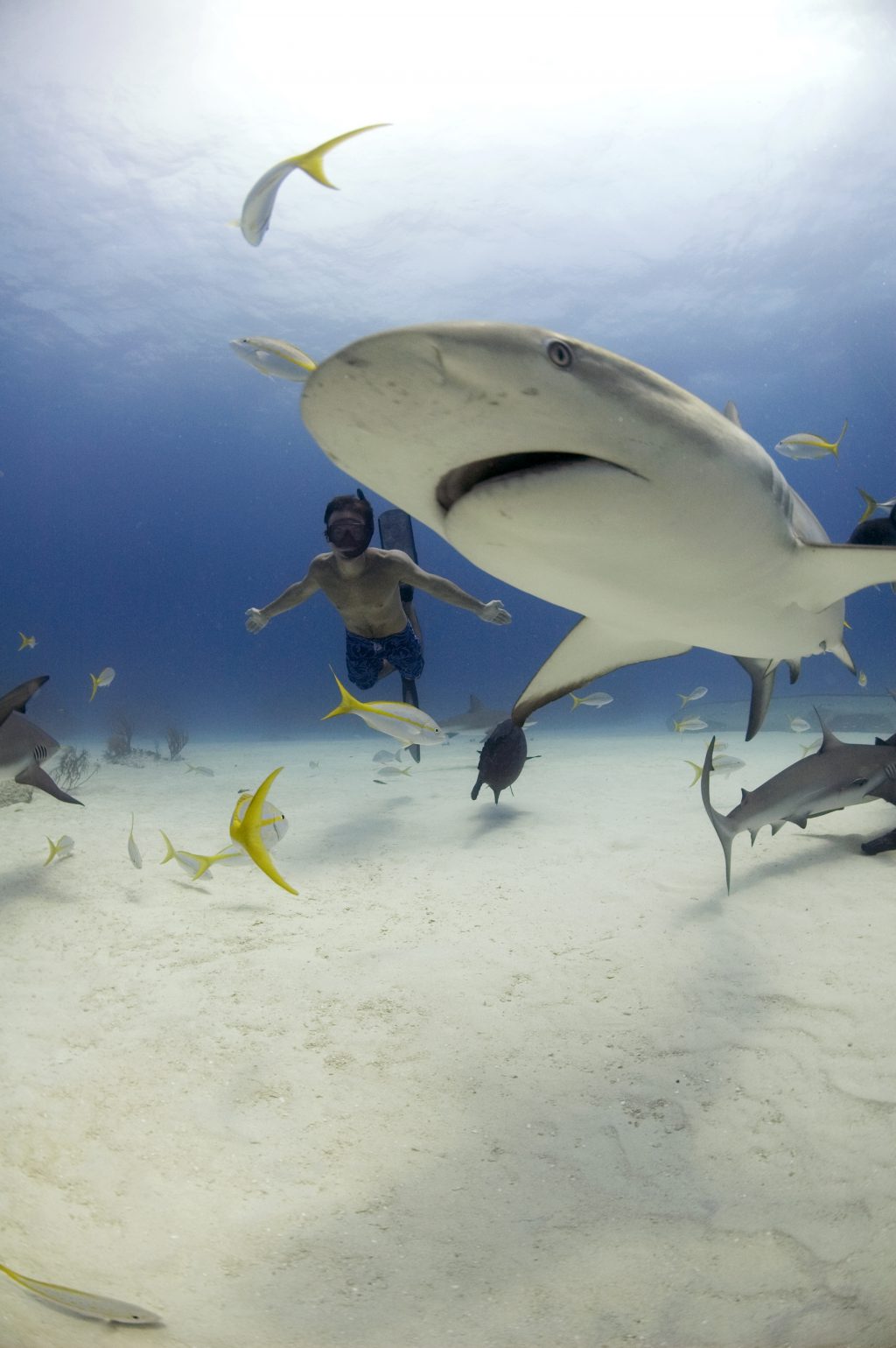 Rob diving with Caribbean reef shark