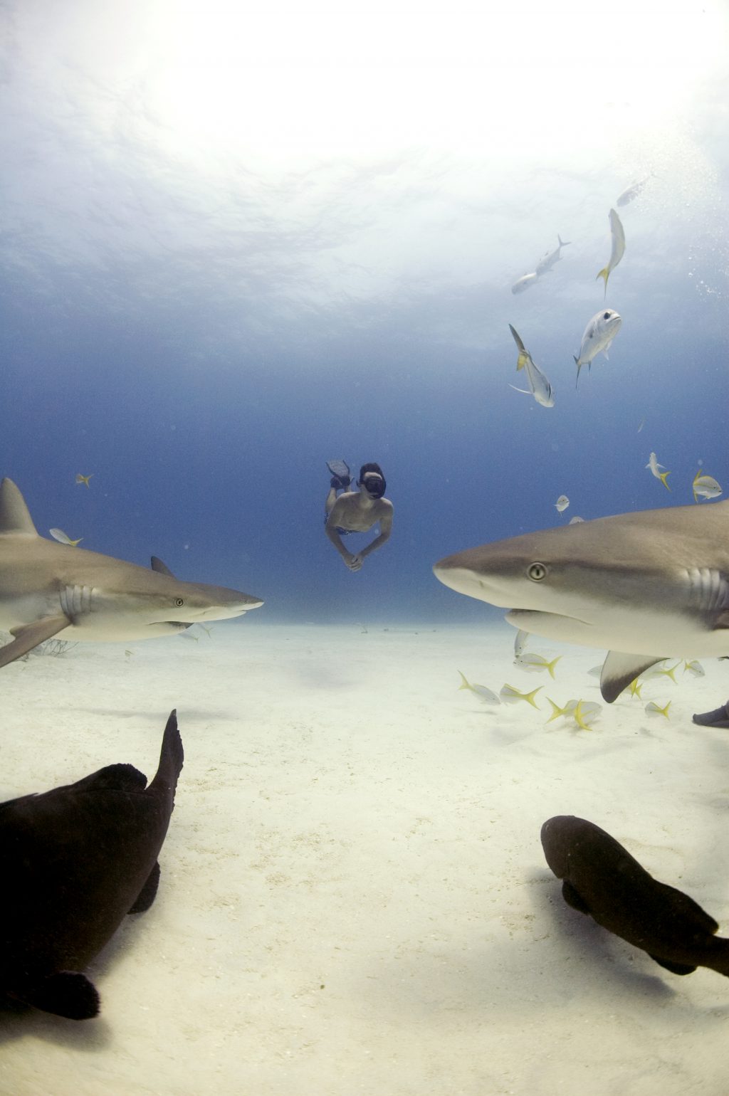 Rob Stewart free diving with Caribbean reef sharks