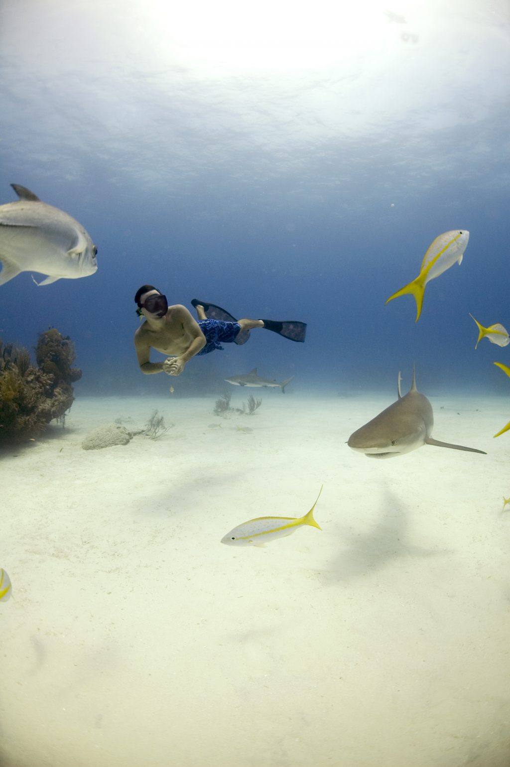 Rob Stewart free diving with Caribbean reef sharks