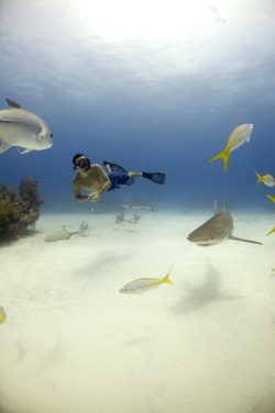 Rob Stewart free diving with Caribbean reef sharks