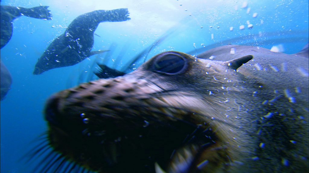 Australian fur seal