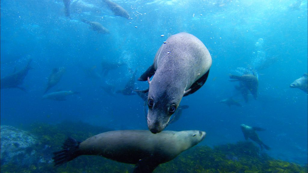 Australian fur seal