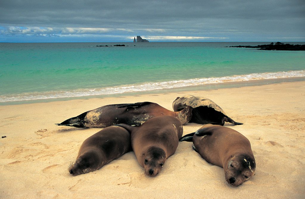 Galapagos sea lions