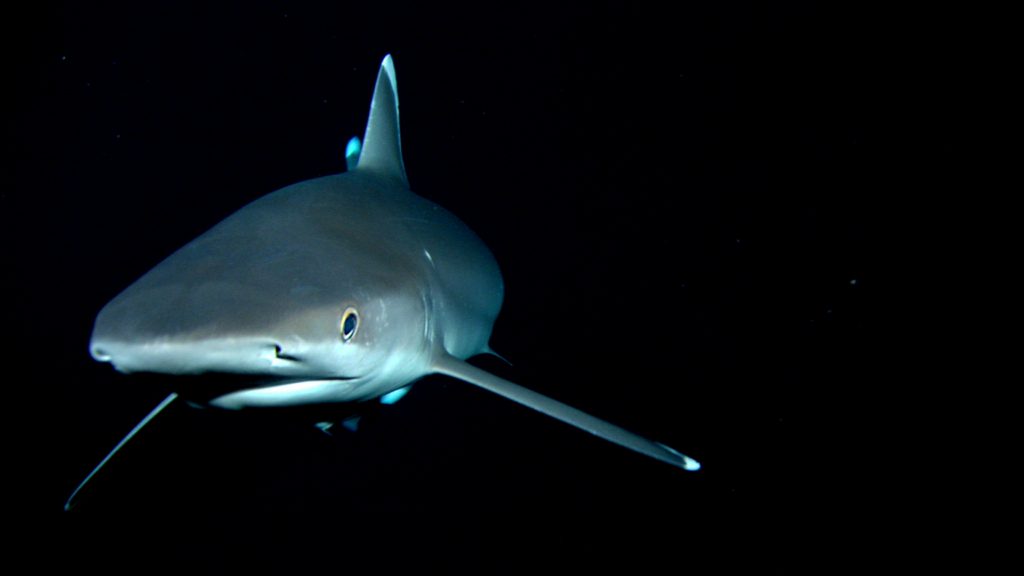 Silvertip Shark