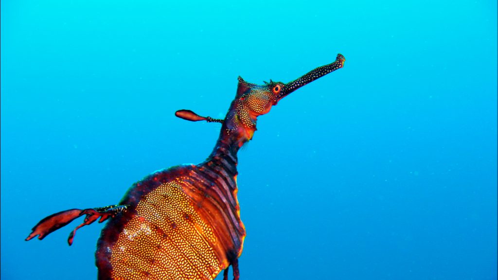 Weedy sea dragon