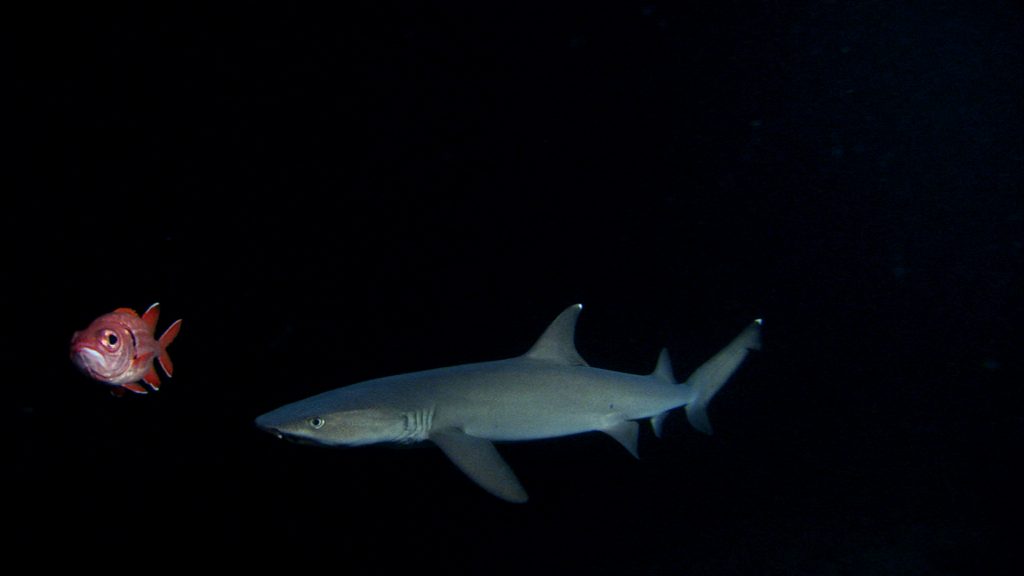 White tip reef shark chasing a squirrelfish
