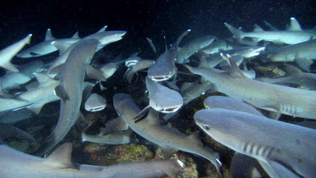 White tip reef sharks chasing fish