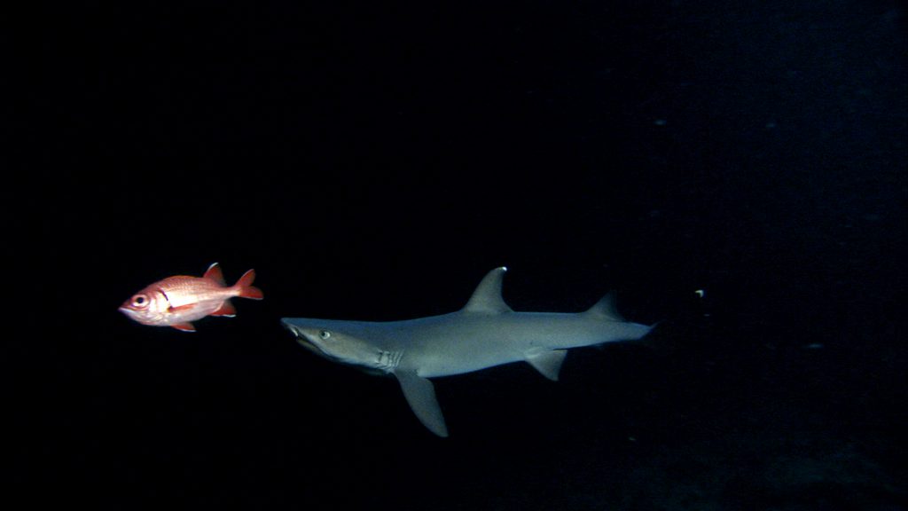 White tip reef shark