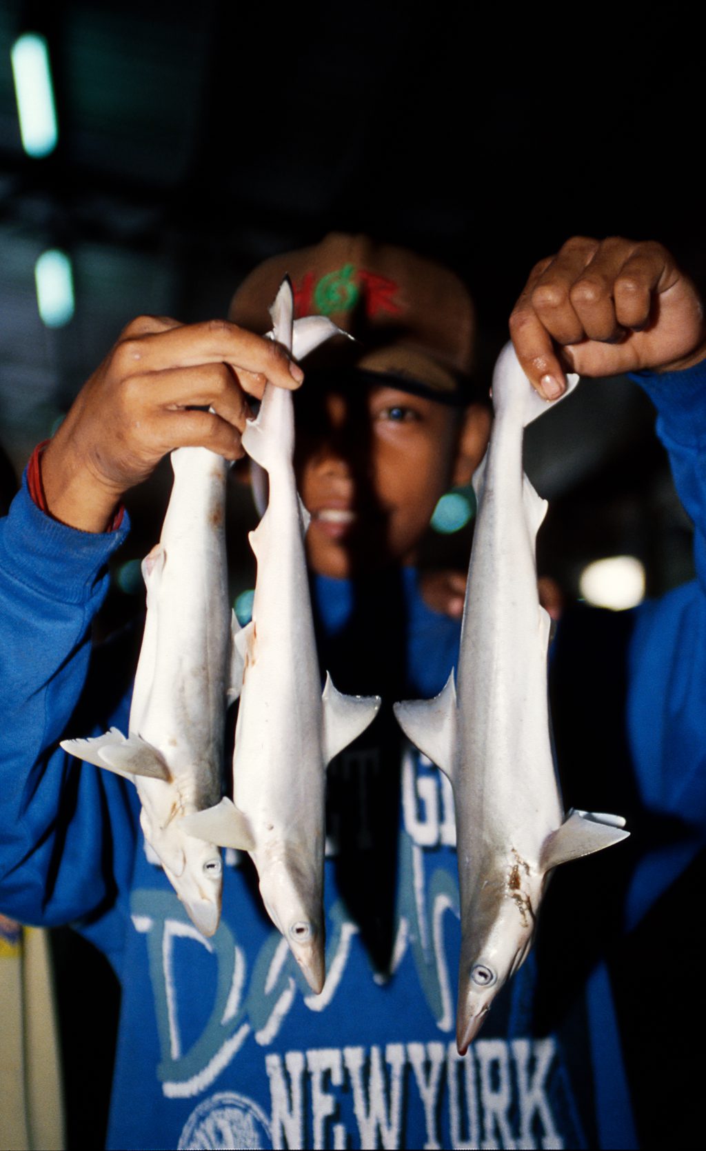 juvenile sharks for sale in a market