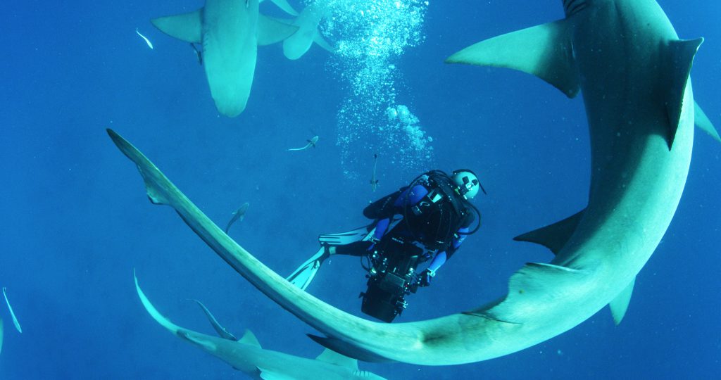 Swimming With Sharks
