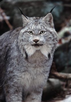 CANADIAN LYNX