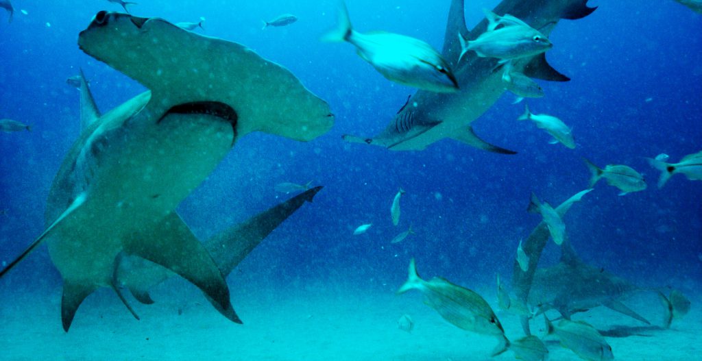 Great Hammerhead sharks