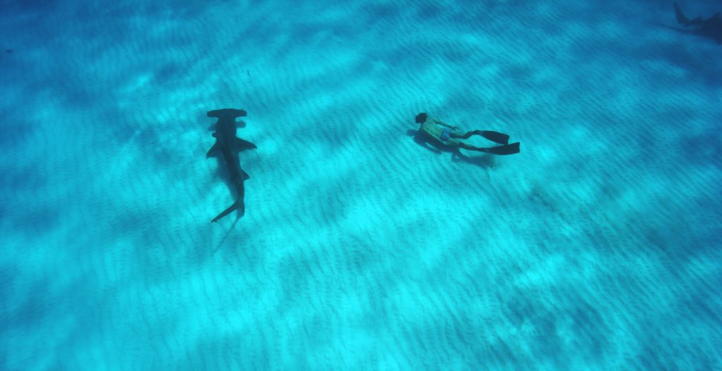 Free Diving with Great Hammerhead