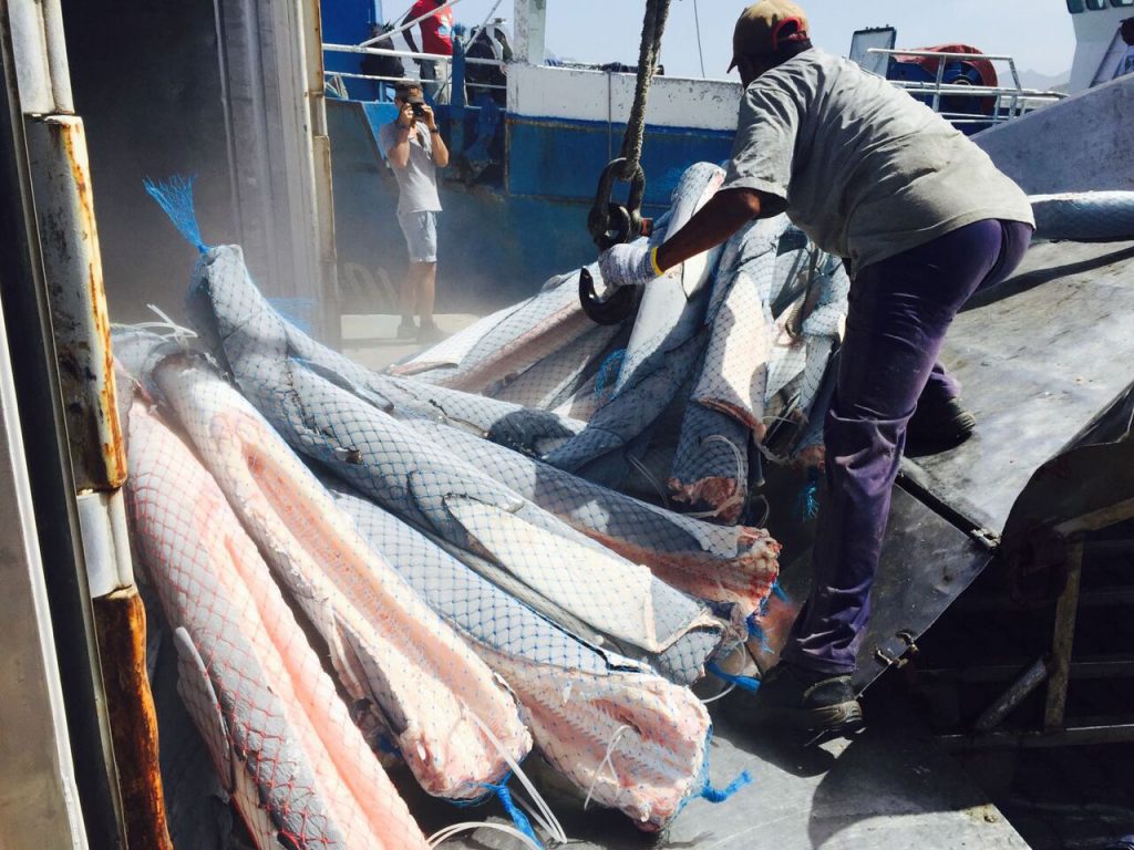 Blue Shark carcasses